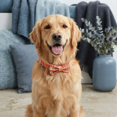 A happy dog wearing a stylish orange checkered bowtie collar against a blue-toned studio background.